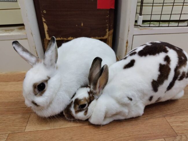 Repre(リプレ) シンパティ