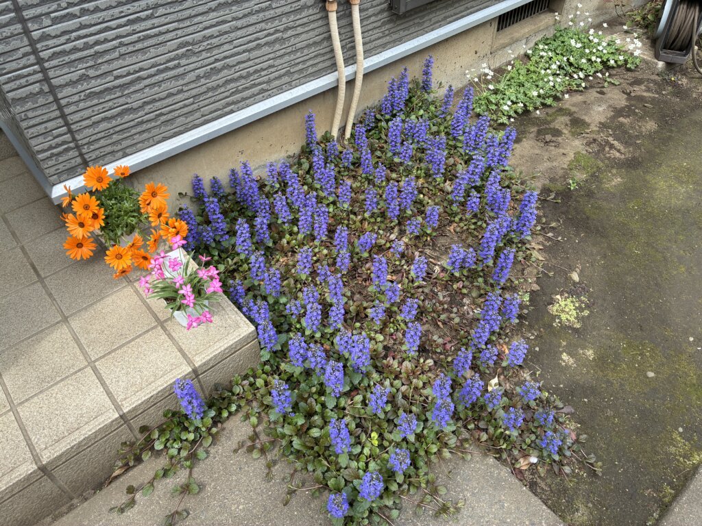 Repre（リプレ）　シンパティ