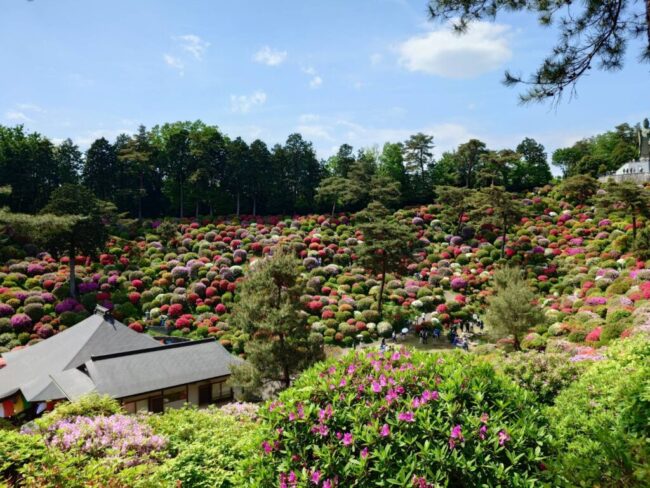 Repre（リプレ）　シンパティ