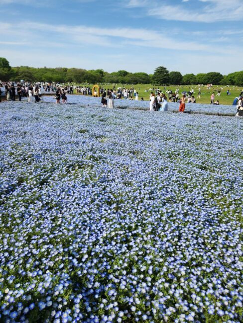 Repre（リプレ）　シンパティ